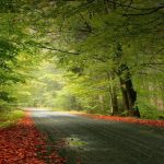 Trees and Road