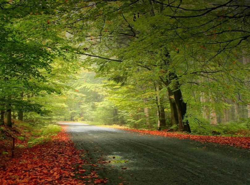 Trees and Road