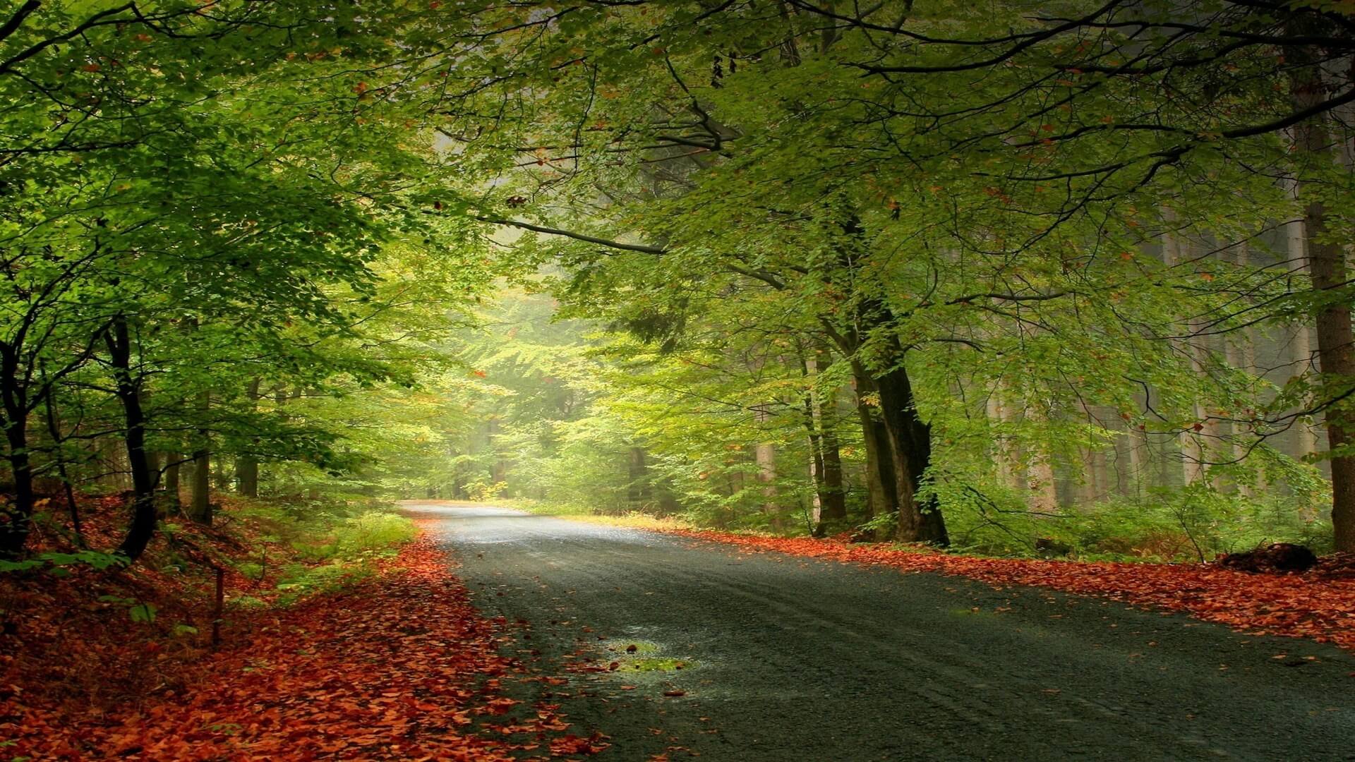 Trees and Road